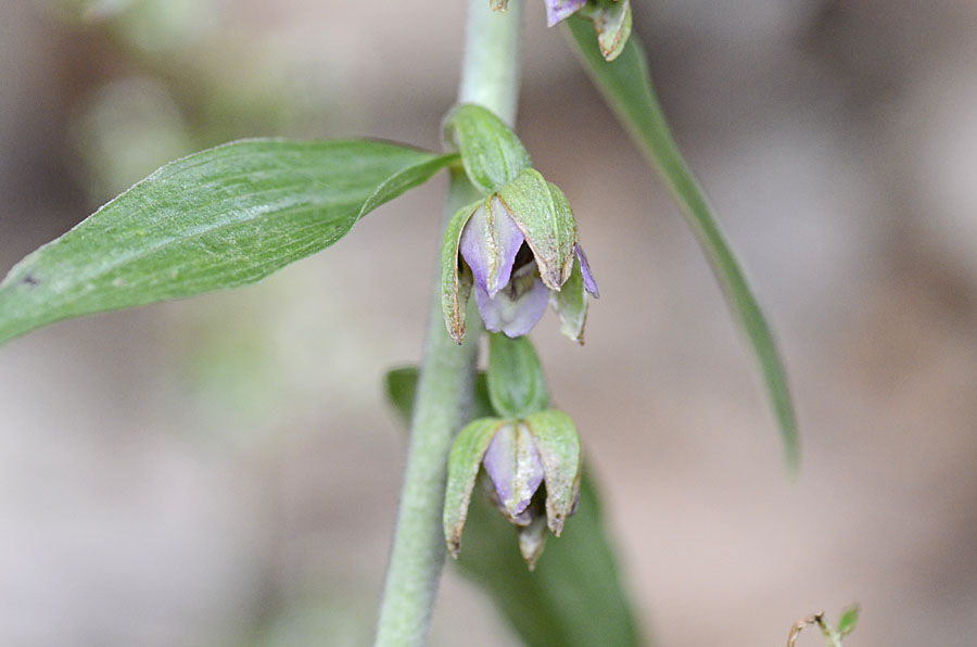 Epipactis sp?